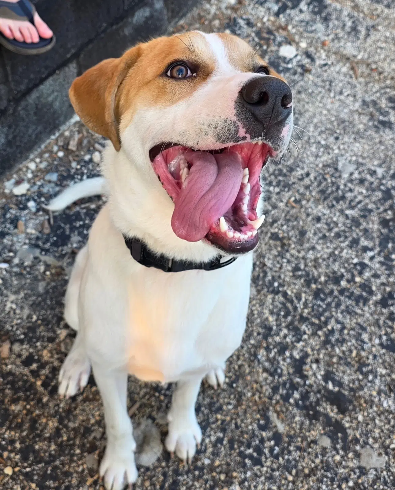 Buddy - Labrador Retriever