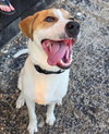Buddy - Photo 1