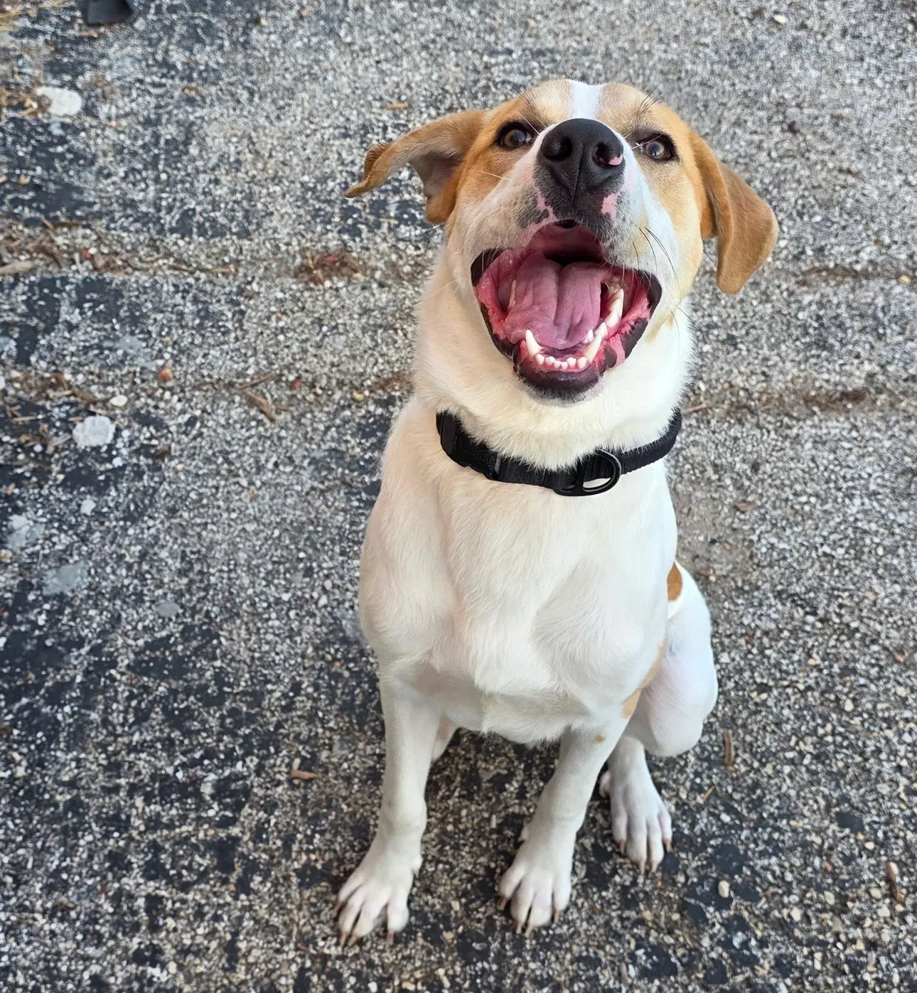 Buddy image 3