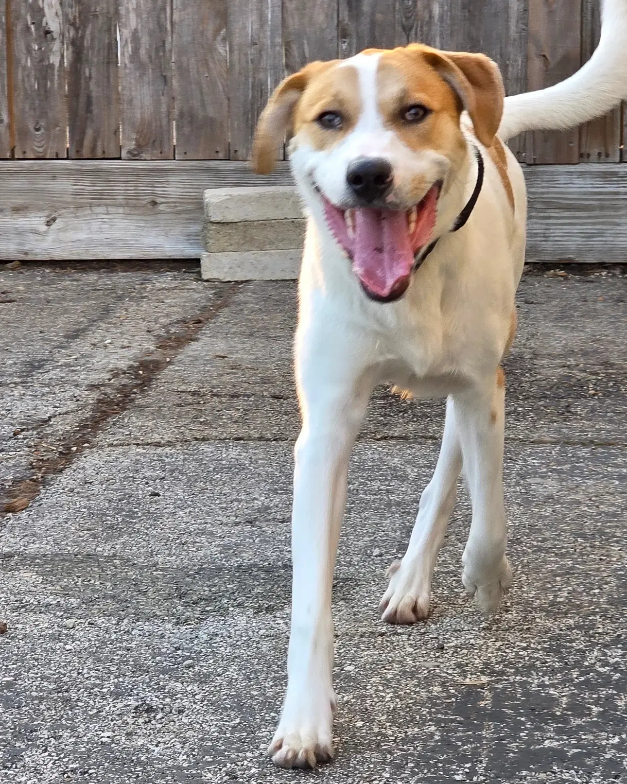 Buddy image 4
