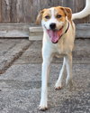 Buddy - Photo 4