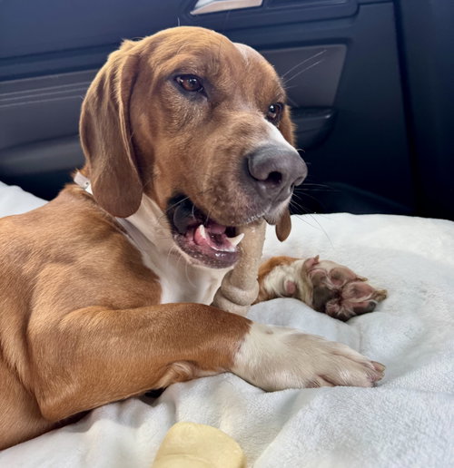 picture of the dog needing adoption