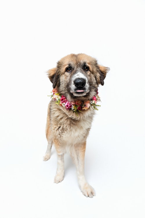 Peaches (fka Princess) photo 4