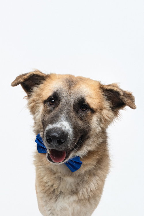 Biscuit (Chip) photo 6