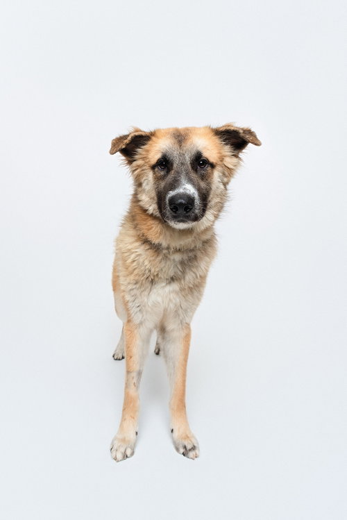 Biscuit (Chip) photo 4