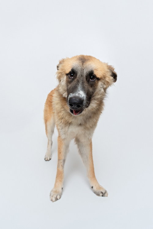 Biscuit (Chip) photo 3