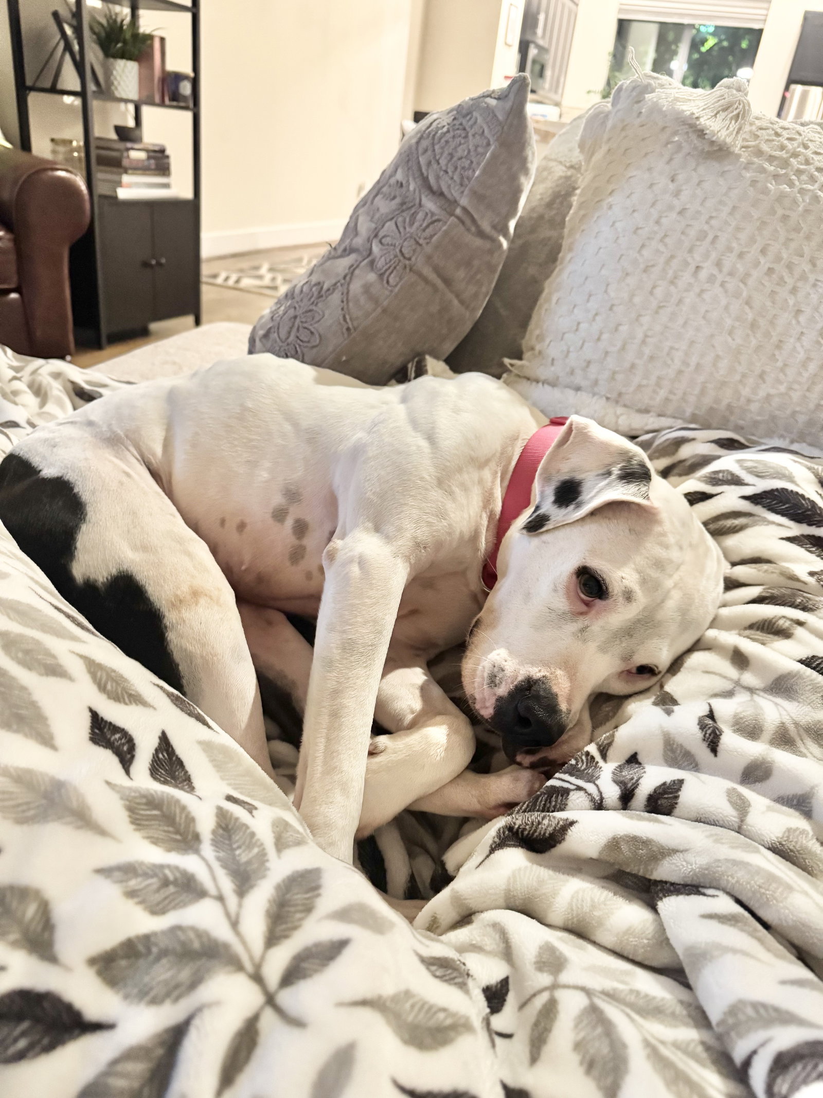 Lulu