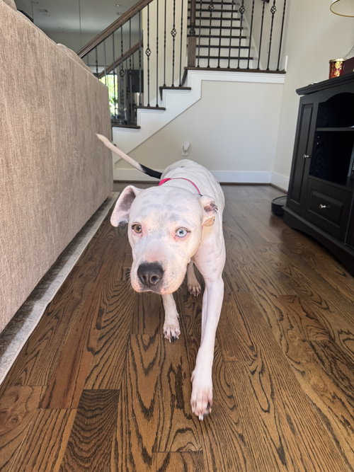 Lulu — thumbnail 8