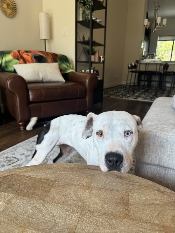 Lulu