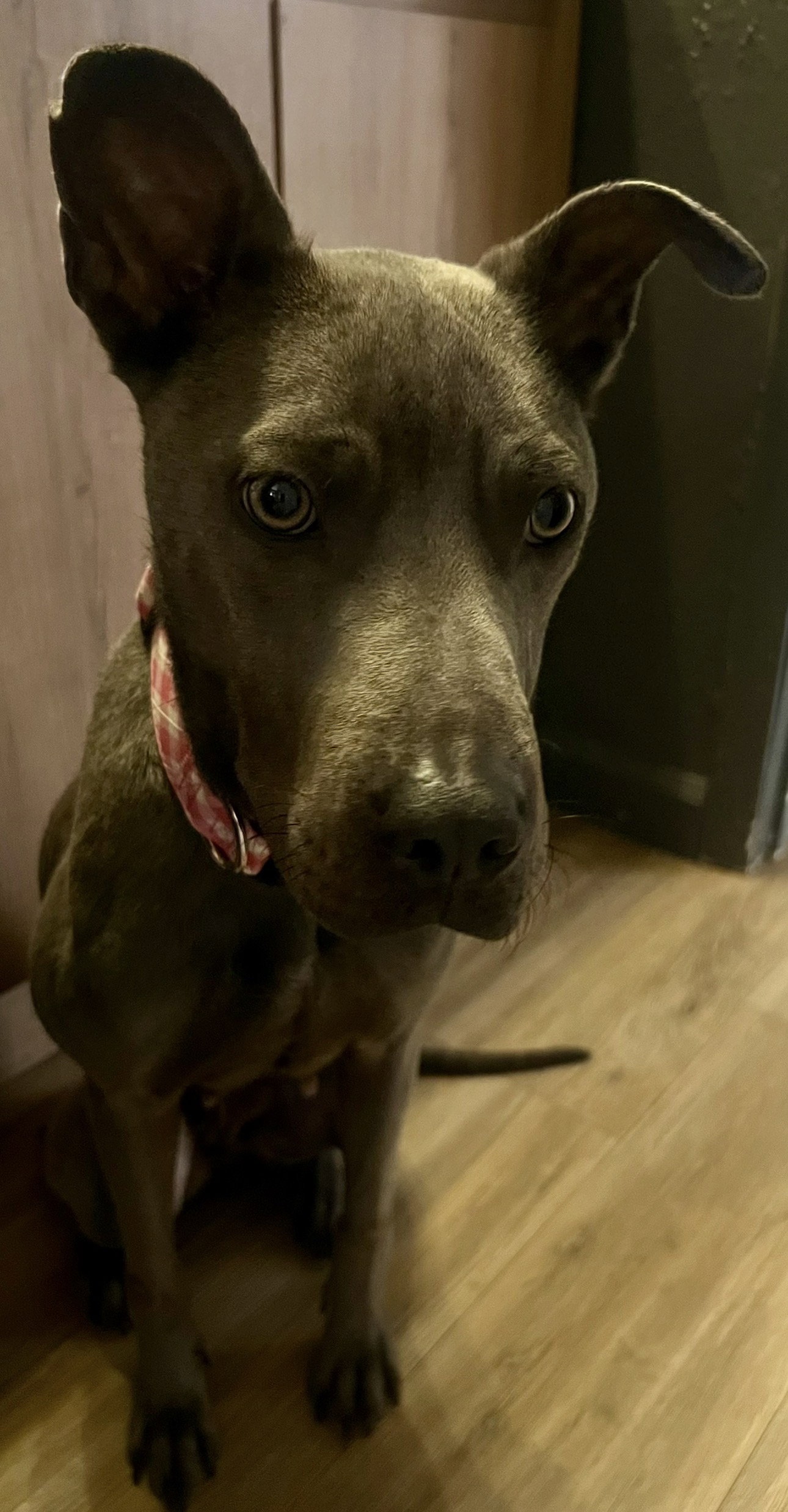 Indigo