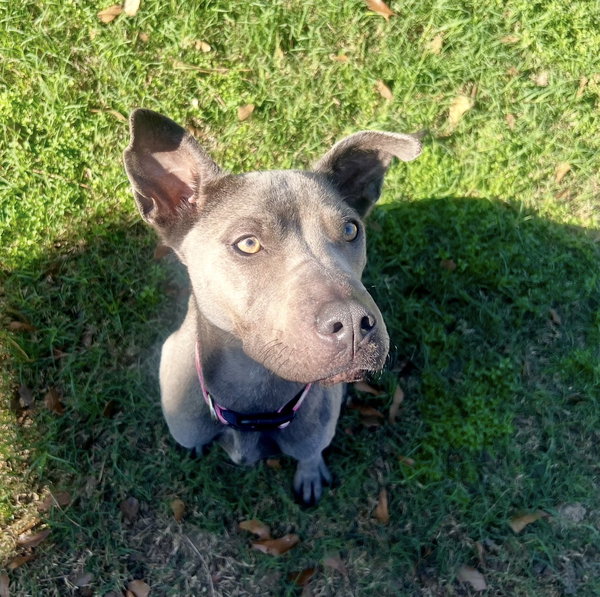 Indigo