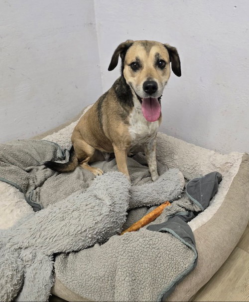picture of the dog needing adoption