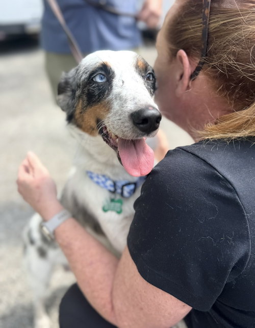 Dolly Mae, an adoptable Australian Cattle Dog in Houston, TX