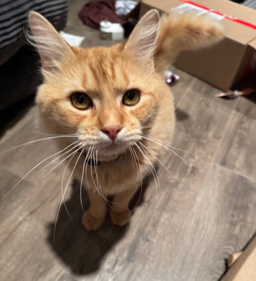 Flynn, an adoptable Tabby in Houston, TX