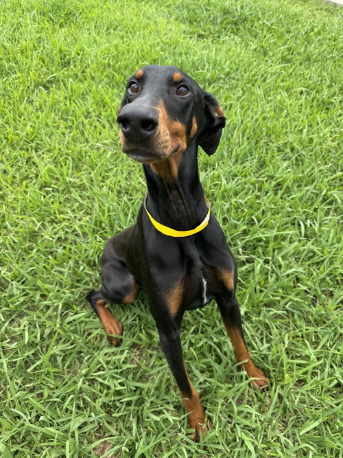 Calypso, an adoptable Doberman Pinscher in Houston, TX