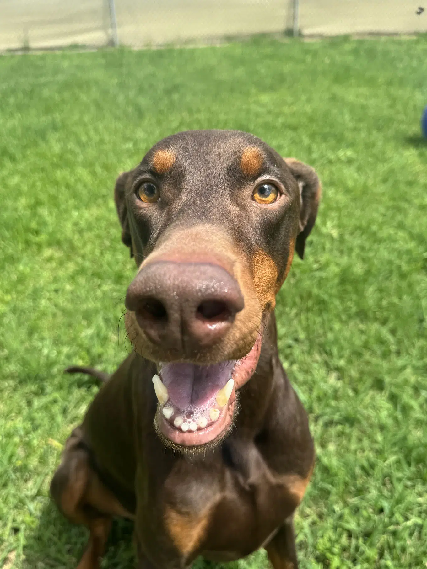 Cooper - Doberman Pinscher