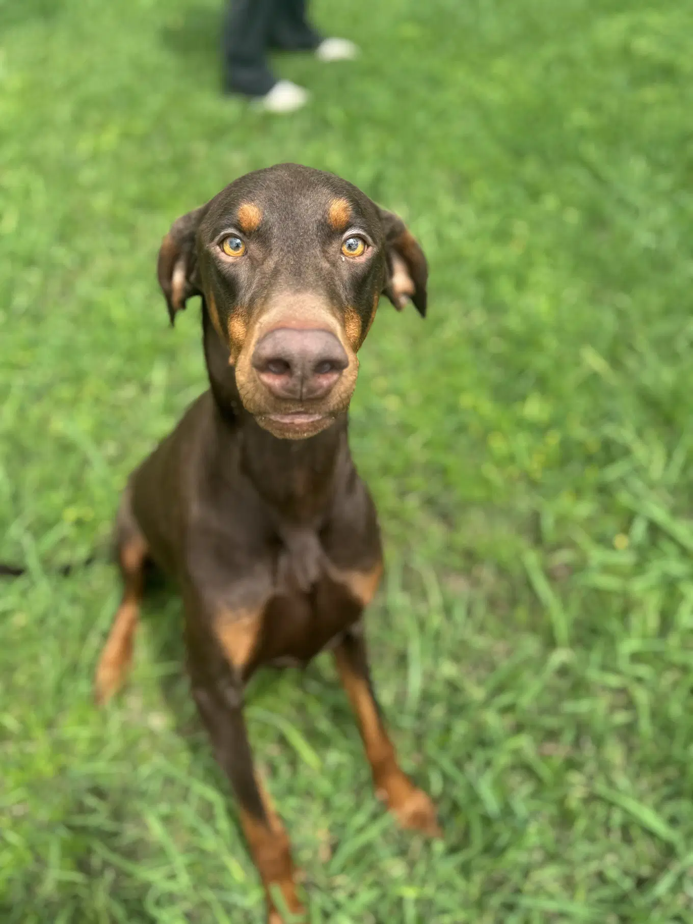 Cooper image 3