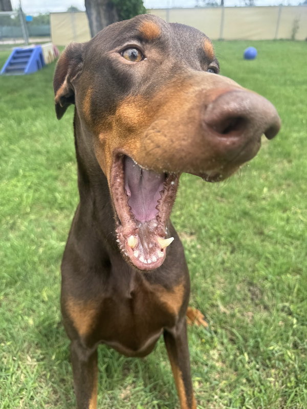 Cooper