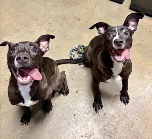Gamora and Nebula, an adoptable Labrador Retriever in Houston, TX