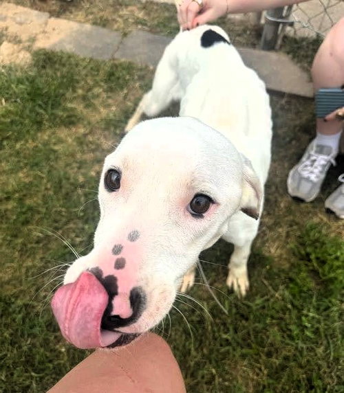 Snoopy, an adoptable Pointer in Houston, TX