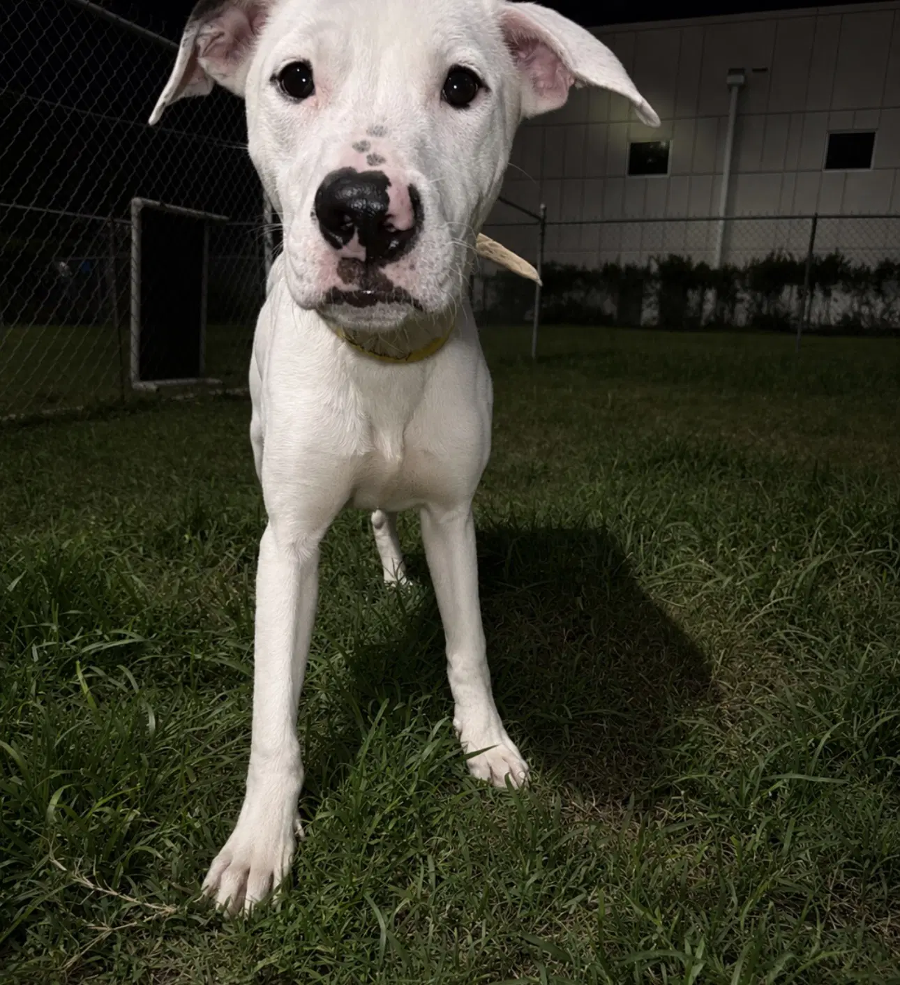Snoopy image 3