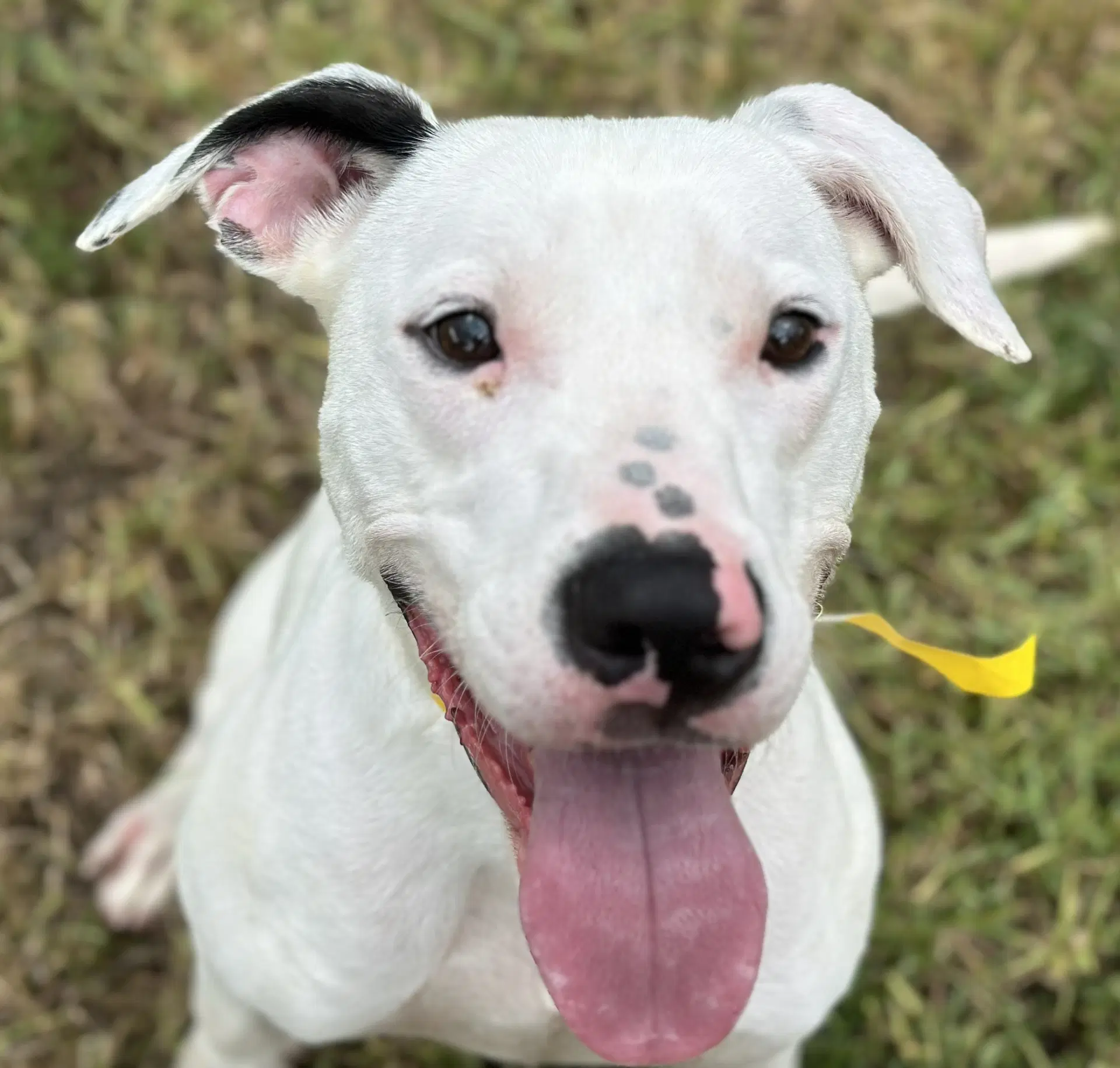 Snoopy - Pointer