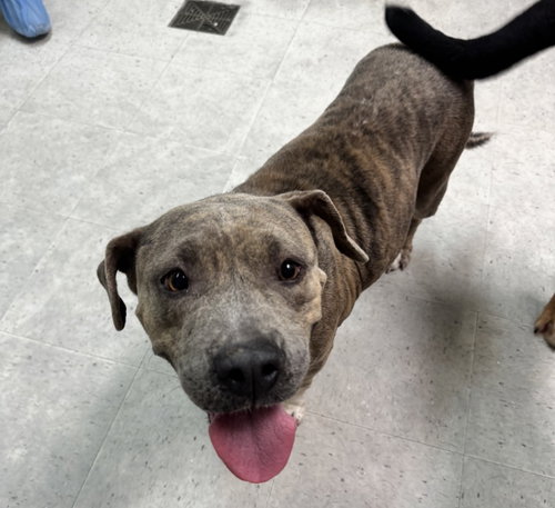 Patty, an adoptable Pit Bull Terrier in Houston, TX