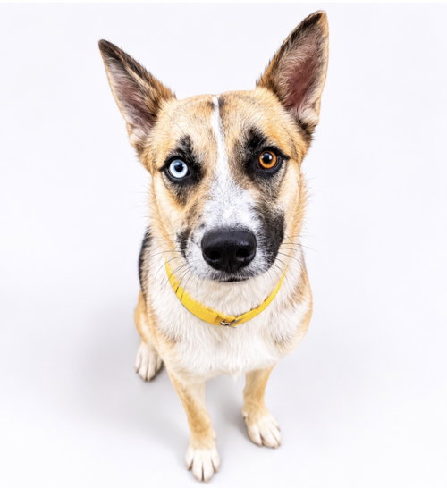 Bitsy, an adoptable Australian Cattle Dog in Houston, TX