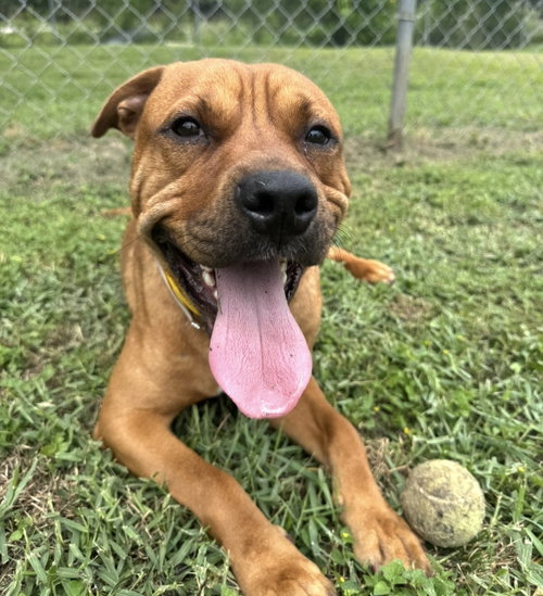 Tommy, an adoptable Shar Pei in Houston, TX