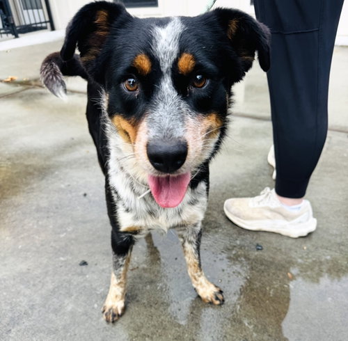 Mac, an adoptable Australian Cattle Dog in Houston, TX