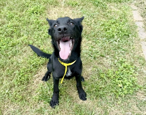 Rooster fka Ace, an adoptable Shepherd in Houston, TX