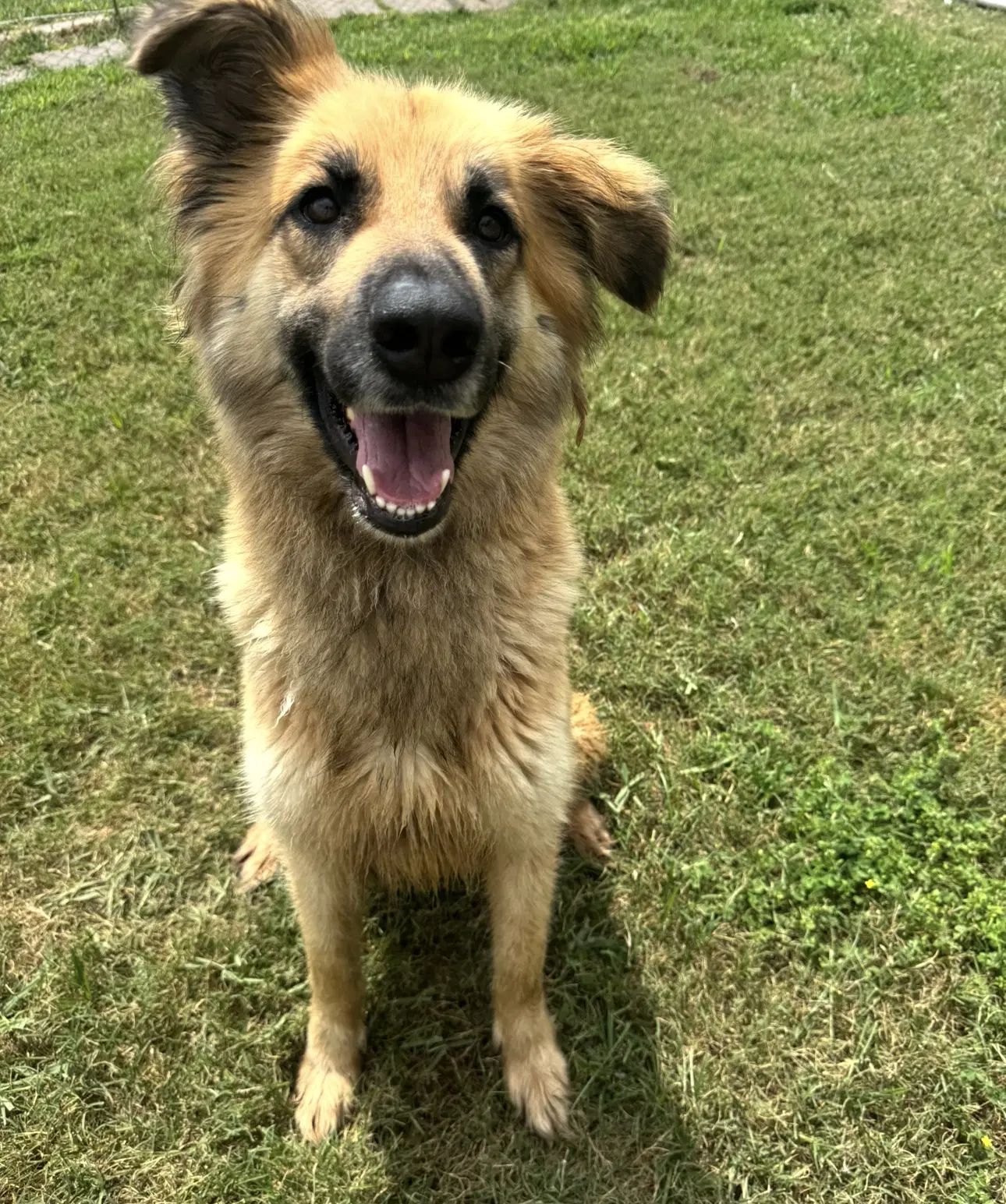 Daphne - Collie