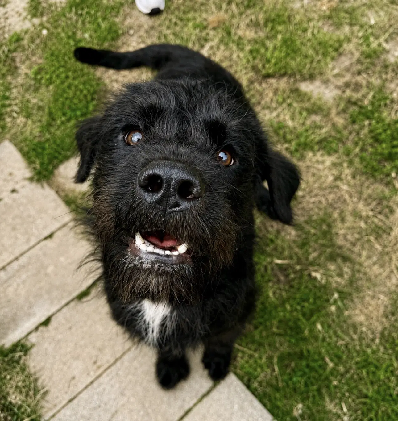 Fletch - Schnauzer