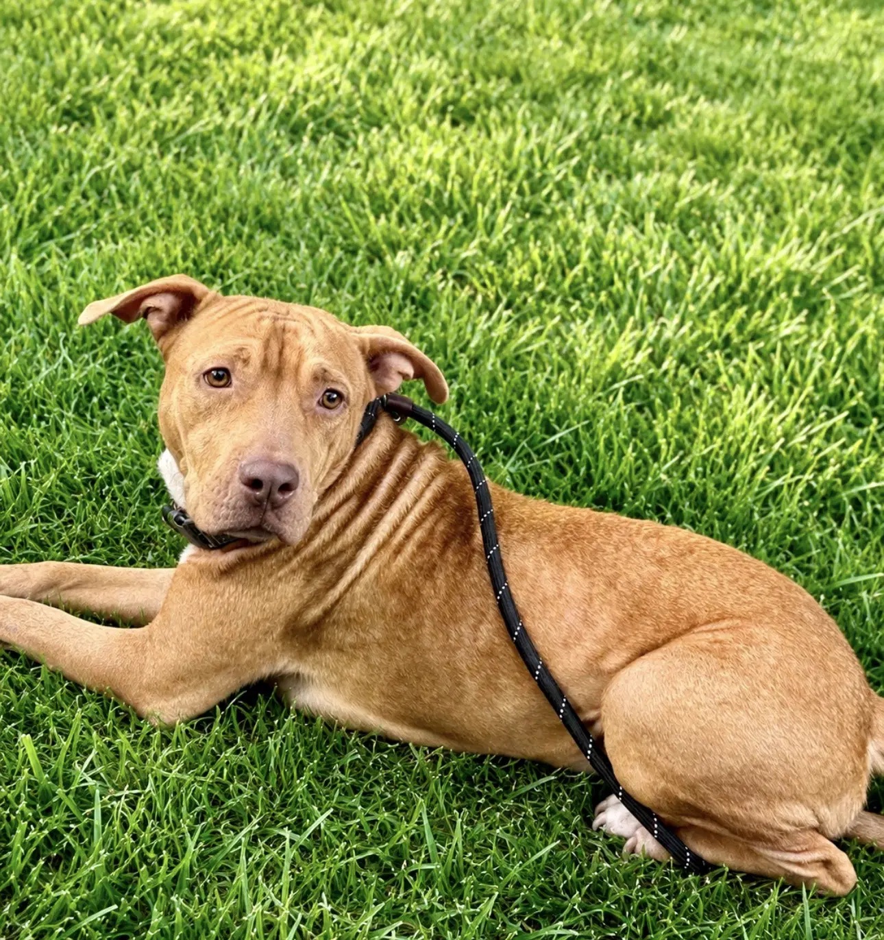 Hope - Rhodesian Ridgeback
