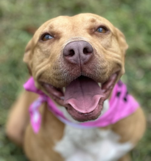 Hope, a dog for adoption from Scout's Honor Rescue