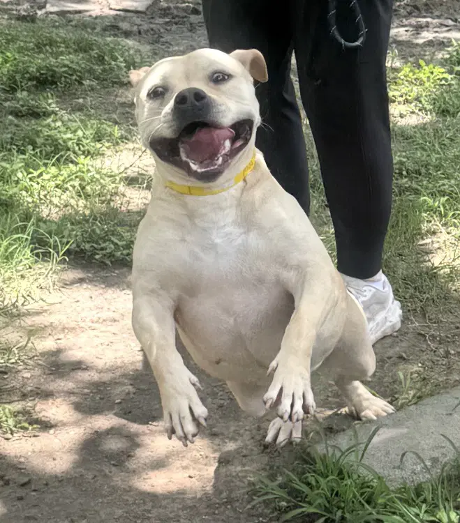 Moo Deng - Staffordshire Bull Terrier