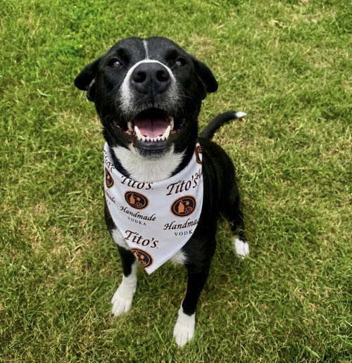 Tito, an adoptable Border Collie in Houston, TX