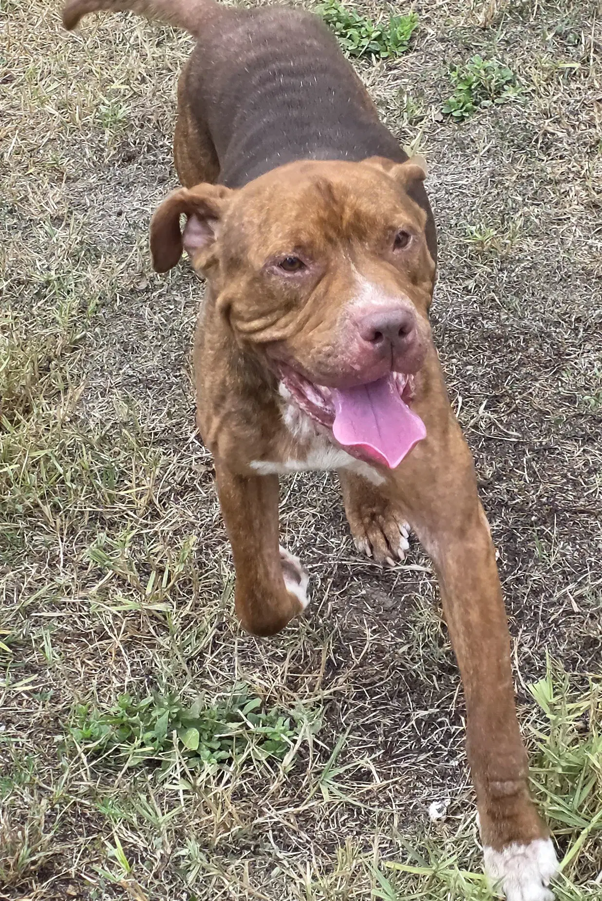 Lucius Fka Shuppo - Mastiff