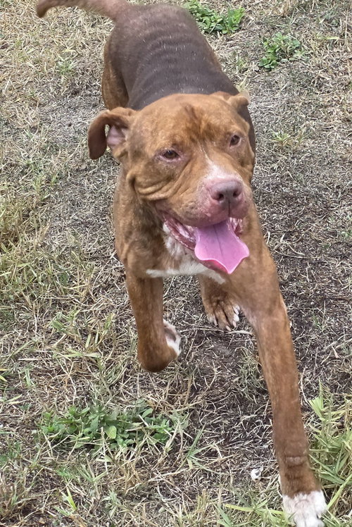 Lucius fka Shuppo, a dog for adoption from Scout's Honor Rescue