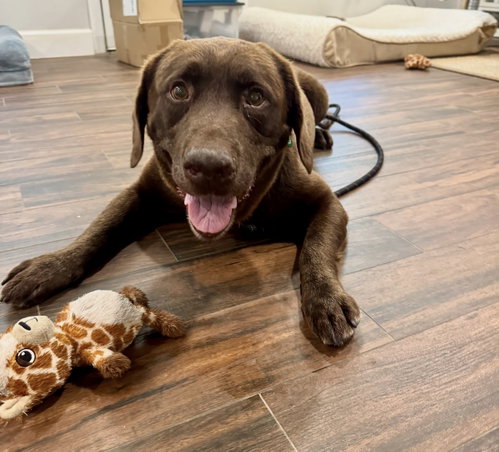 Goose fka Lenny, an adoptable Labrador Retriever in Houston, TX