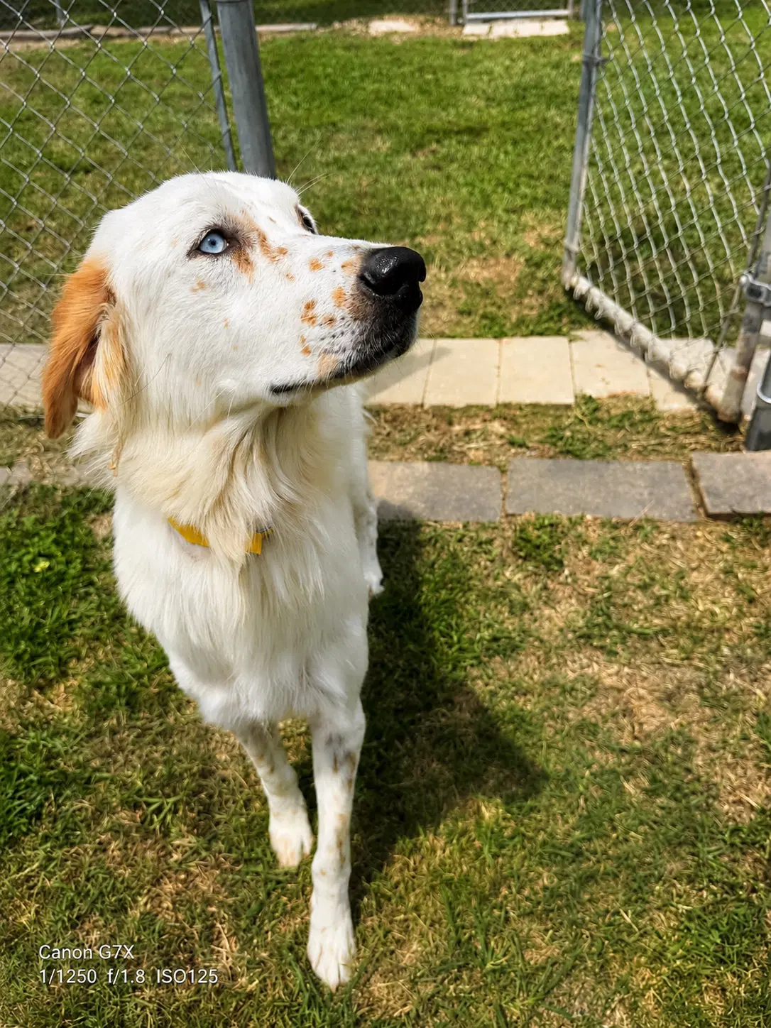 Lisa - English Setter