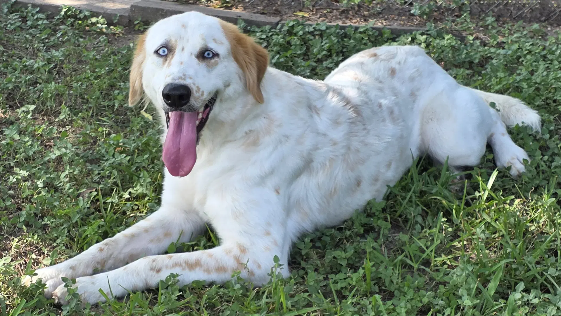 Lisa - English Setter