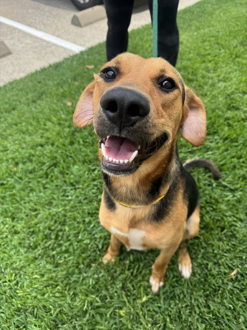 Charlie, an adoptable Beagle in Houston, TX