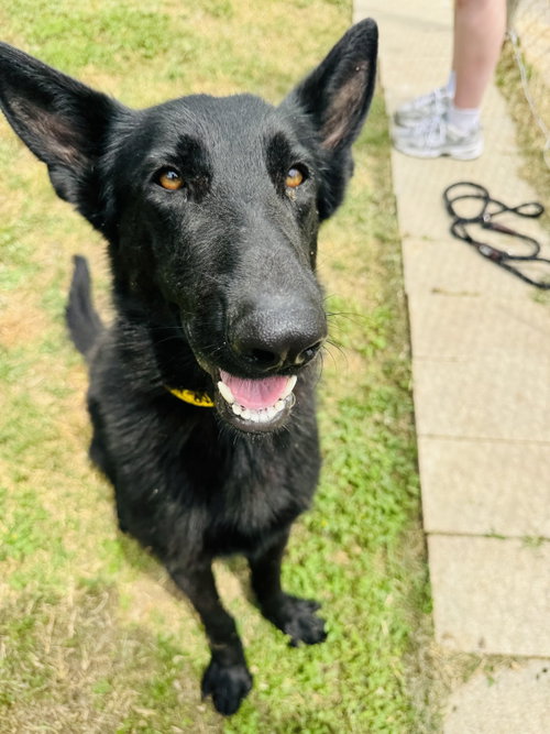 Maverick, an adoptable Shepherd in Houston, TX