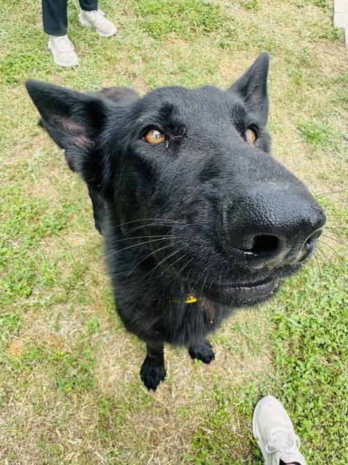 Maverick photo 2