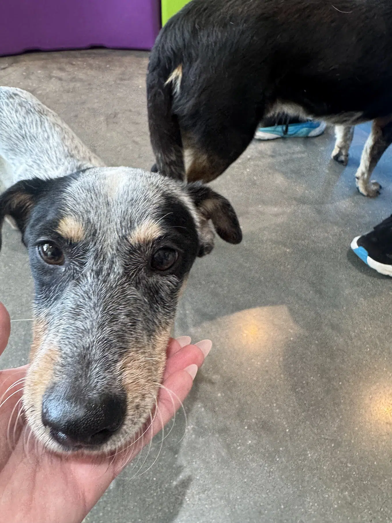 Taz - Rat Terrier