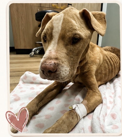 Xena, an adoptable Unknown breed in Houston, TX