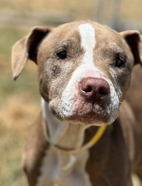 Xena, a dog for adoption from Scout's Honor Rescue