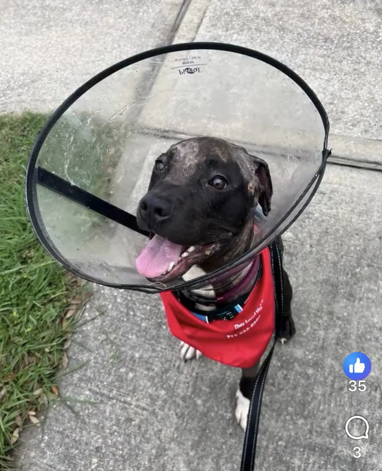 Phineas - Pit Bull Terrier