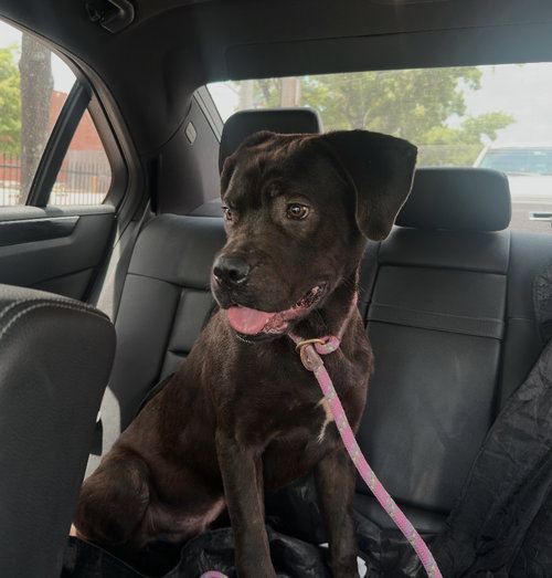 Jonas, an adoptable Labrador Retriever in Houston, TX